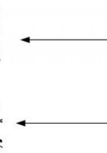 Сруб в чашу: Искусство традиционного деревянного строительства