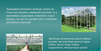 Что представляют собой промышленные теплицы?